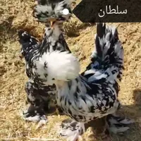 جوجه زینتی+ نژاد خاص و خالص|حیوانات مزرعه|قم, شاه ابراهیم|دیوار