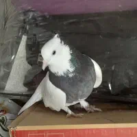 طوق سیاه|پرنده|شیراز, ارم|دیوار