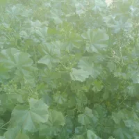 اجازه ۸هکتار زمین کشاورزی