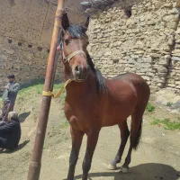 اسب|اسب و تجهیزات اسب‌سواری|مریوان, |دیوار