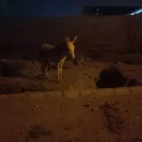 برای فروش