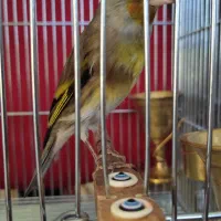 سهره قناری 2 مدل ول ول7دهنه آواز پاک پاک