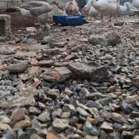 غاز درشت بالای ۳ کیلو