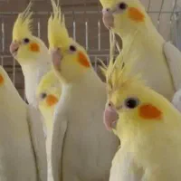 عروس هلندی و مینا