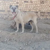 واگذاری ماده سرابی