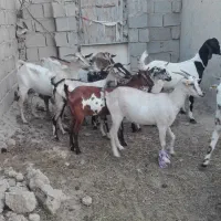 کهره فروشی خالدین|حیوانات مزرعه|قشم, |دیوار