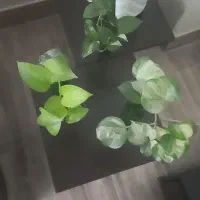 عسلی|مبلمان خانگی و میز عسلی|گرگان, |دیوار