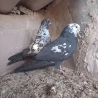 کبوتر پرشی|پرنده|قم, چهار مردان|دیوار