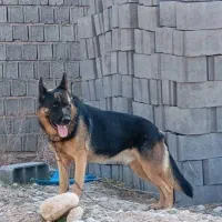 ژرمن کلاسیک نر|سگ|لار, |دیوار