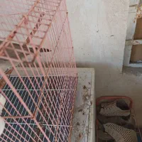 قناری|پرنده|برازجان, |دیوار