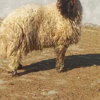 بره قوچ هترو از میش و گوسفند اصلاح شده|حیوانات مزرعه|ایوان, |دیوار