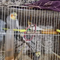 عروس هلندی|پرنده|مشهد, کشف|دیوار