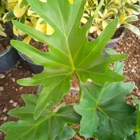 گل همیشه گلدار ماندگار پروین۸۰|حراج|بروجرد, |دیوار