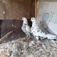 سلام به عشق بازایه گل ودوس داشتنی