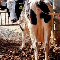 گاو|حیوانات مزرعه|مشهد, توس (بلوار توس)|دیوار