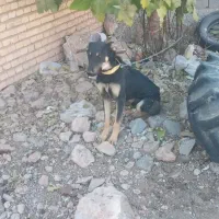 سگ دو رگه خارجی و سرابی|سگ|خانمیرزا, |دیوار