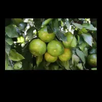 پرتغال سردرختی نارنگی ژاپنی تامسون خونی