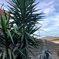 یوکا،تنه دار