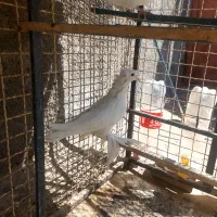 کبوتر زینتی