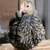 جوجه ویاندوت گلد اصیل جی اس جی
