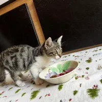 حیوانات گمشده|حیوانات|بجنورد, |دیوار