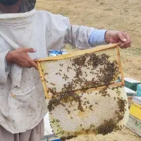 عسل طبیعی|خوردنی و آشامیدنی|مهاباد (آذربایجان غربی), |دیوار