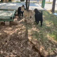 بی و بره و میش