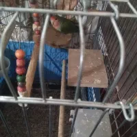 طوطی برزیلی|پرنده|ماهدشت, |دیوار