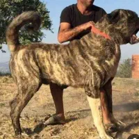 سگ گله ای دهن پاک سن ۲.۵سال قبلا تو گله بوده