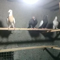 ۴ عدد کفتر اس