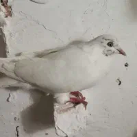 کبوتر تکپر|پرنده|گنبد کاووس, |دیوار