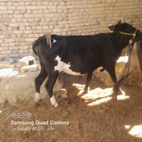 گاو وگستر ابستن|حیوانات مزرعه|سیب و سوران, |دیوار