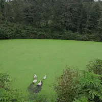 زمین جنگلی کوهستانی لاهیجان با ویو بینظیر|فروش زمین و ملک کلنگی|لاهیجان, بوجایه|دیوار