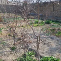 نهال آلو کبرایی و حاج حسنی روتبال شده