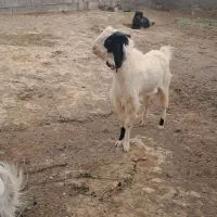 نربزتاسه قلوپاکستانی