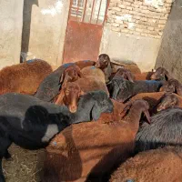 چهارده تاعدد بره ماده