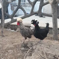 مرغ گلین ولهستانی و سلطان و مرغ محلی در گلبهار