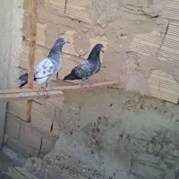 کفتر