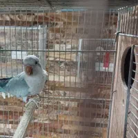 یک عدد راهب ماده درجه ۱|پرنده|تهران, مخصوص|دیوار