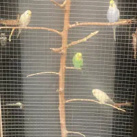 ۵ عدد مرغ عشق