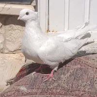 سفید کاکلی|پرنده|ارومیه, |دیوار