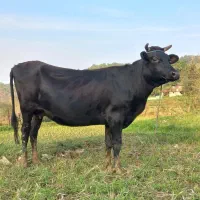 گاو شیری  ۷ ماه حامله