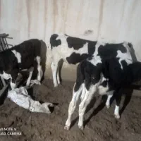 فروش گوساله