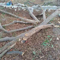 چوب درخت انار