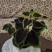 گل حسن یوسف زیبا پهن‌برگ|گل و گیاه طبیعی|کرمانشاه, |دیوار