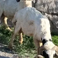 بره نر محلی چاق