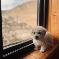 پودل مالتیز اپارتمانی|سگ|تهران, صادقیه|دیوار