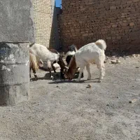 فروشی|حیوانات مزرعه|ایلام, |دیوار