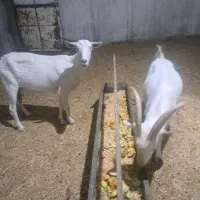 بز سانن