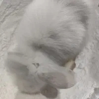 لوپ کوچولو|موش و خرگوش|اهواز, کوی سعدی|دیوار